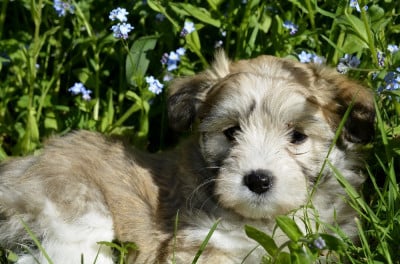 Les chiots de Coton de Tulear