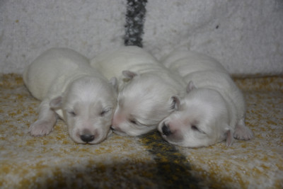 Les chiots de Coton de Tulear
