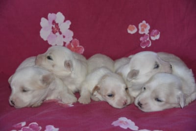 Les chiots de Coton de Tulear