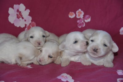 Les chiots de Coton de Tulear