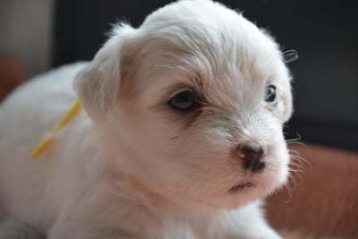 Les chiots de Coton de Tulear