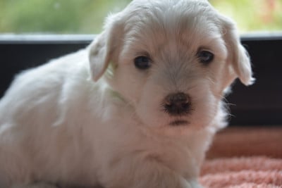 Les chiots de Coton de Tulear