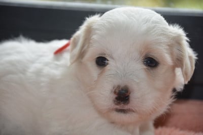 Les chiots de Coton de Tulear