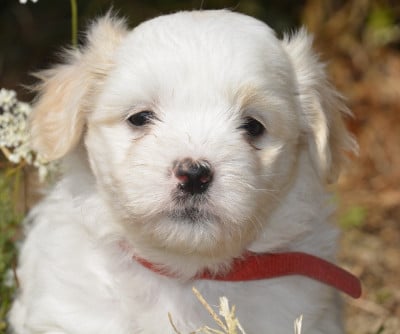 Les chiots de Coton de Tulear