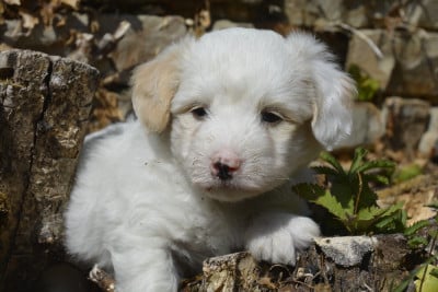 Les chiots de Coton de Tulear