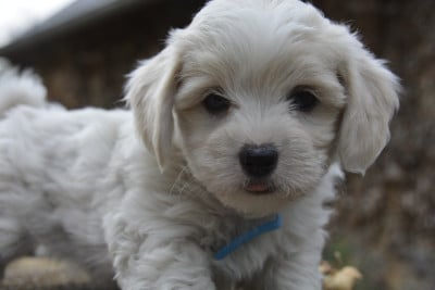 Les chiots de Coton de Tulear