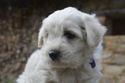 Les chiots de Coton de Tulear