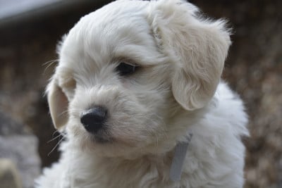 Les chiots de Coton de Tulear