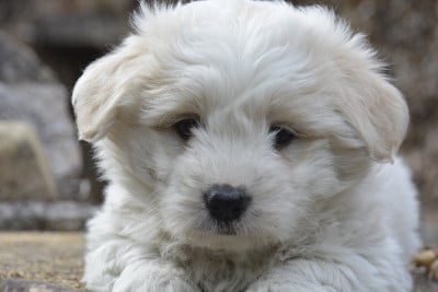 Les chiots de Coton de Tulear
