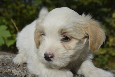 Les chiots de Coton de Tulear