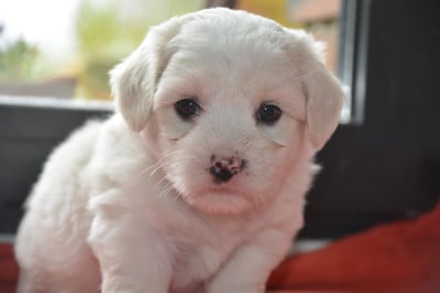 Les chiots de Coton de Tulear