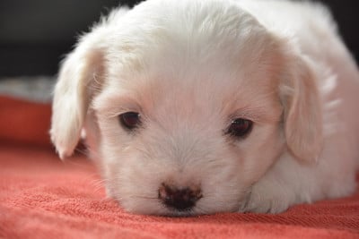 Les chiots de Coton de Tulear