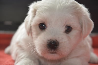 Les chiots de Coton de Tulear