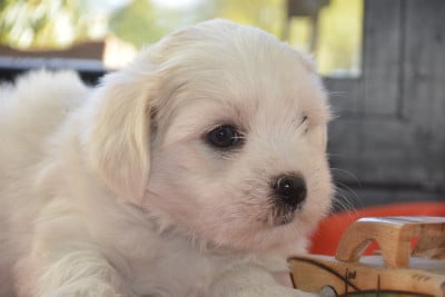 Les chiots de Coton de Tulear