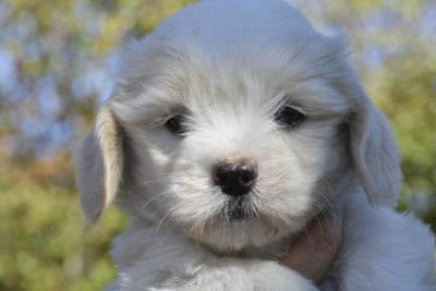 Les chiots de Coton de Tulear