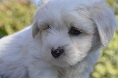 Les chiots de Coton de Tulear