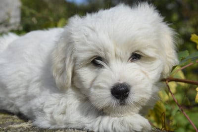 Les chiots de Coton de Tulear