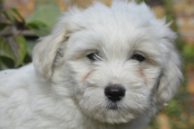 Les chiots de Coton de Tulear
