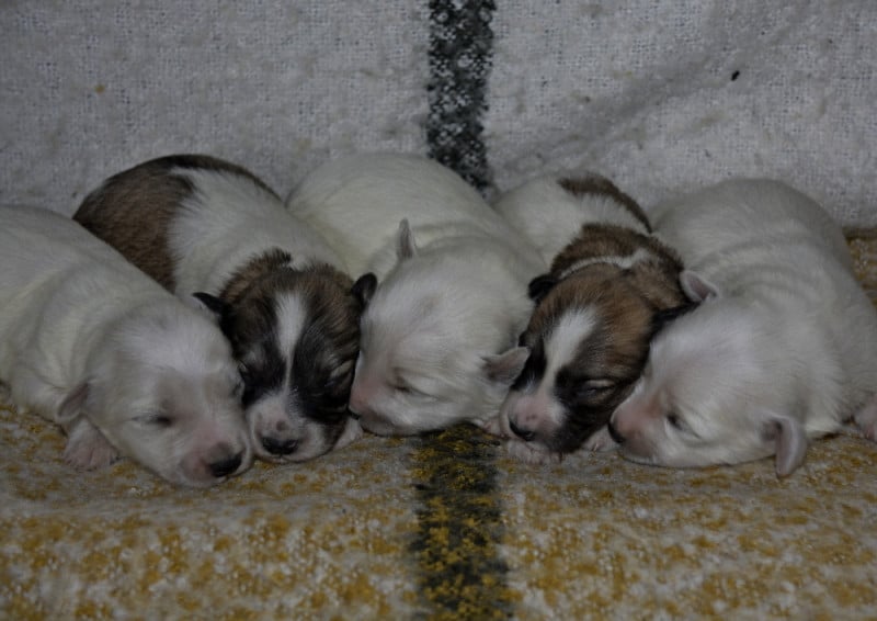 Coton de Tulear - de la Forêt du Kranou