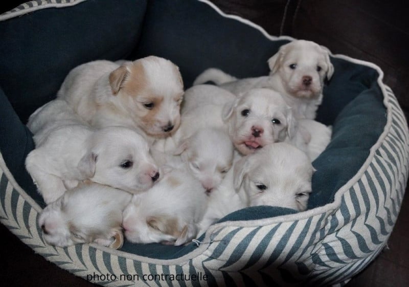 Coton de Tulear - de la Forêt du Kranou