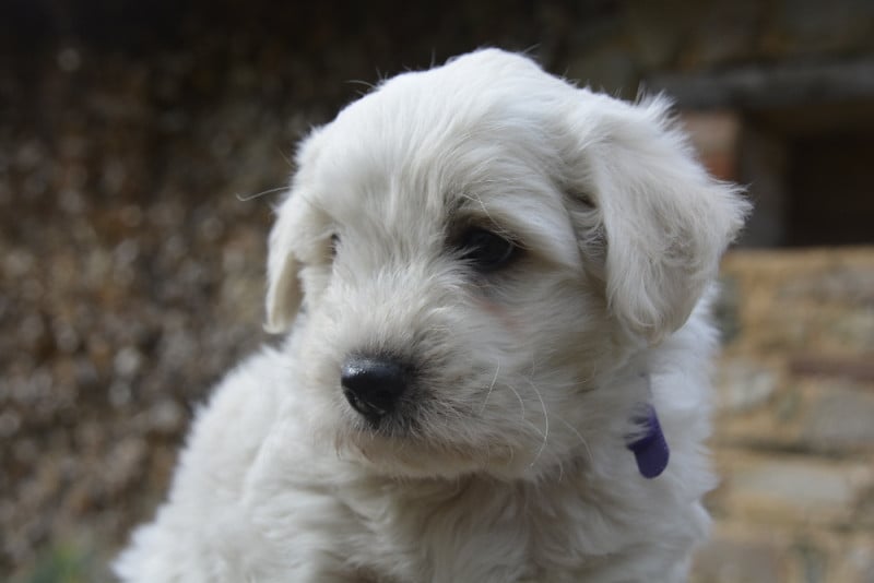 Coton de Tulear - de la Forêt du Kranou