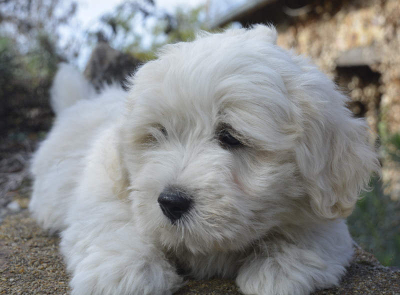 Coton de Tulear - de la Forêt du Kranou