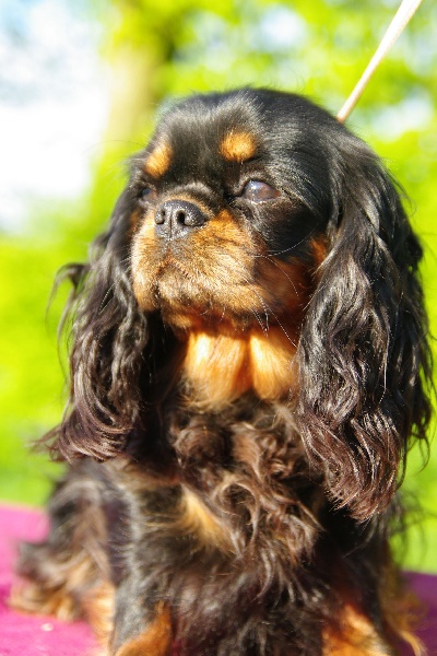 Publication : Du domaine de ceres Auteur : LAURIE MONCLAIRE