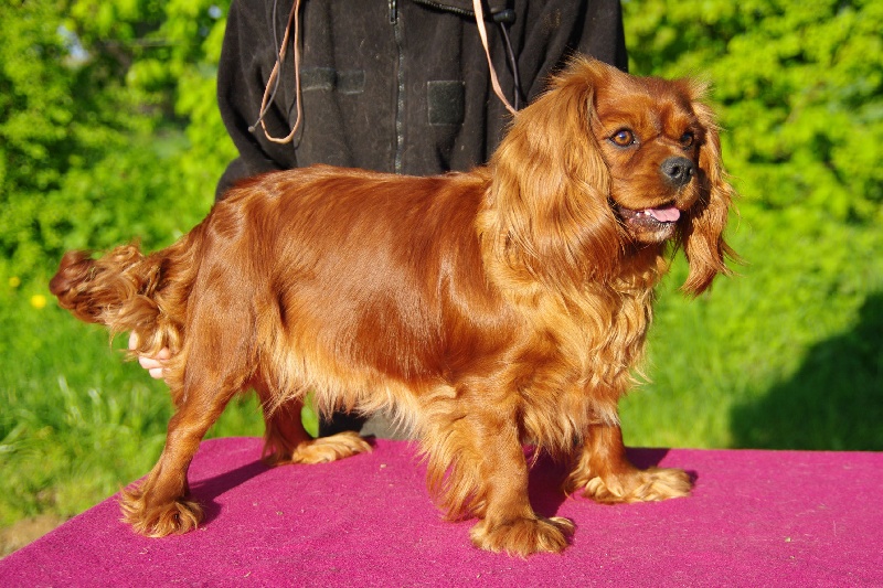 Publication : Du domaine de ceres Auteur : LAURIE MONCLAIRE