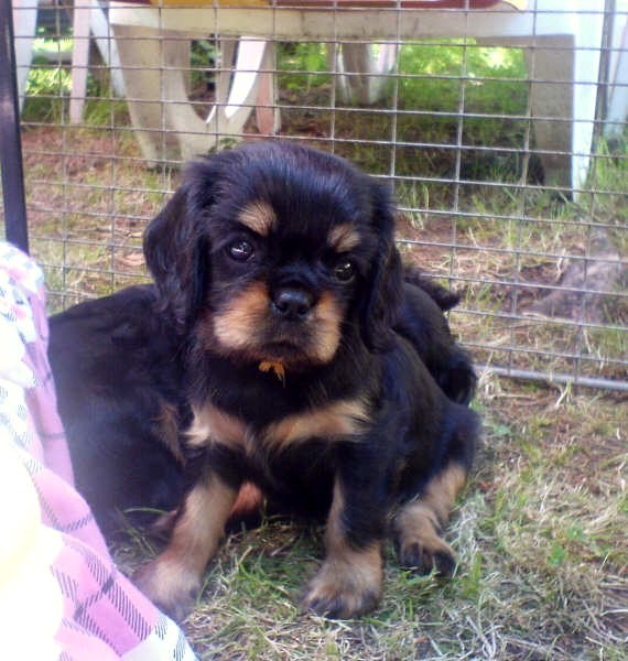 Publication : Du domaine de ceres Auteur : LAURIE MONCLAIRE