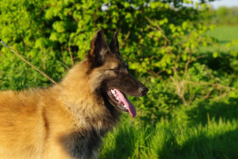 Publication : Du domaine de ceres Auteur : LAURIE MONCLAIRE