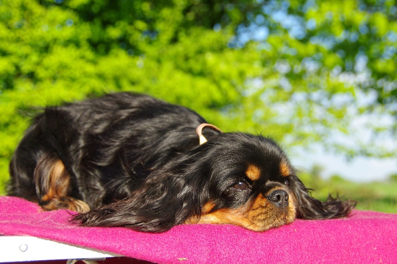 Publication : Du domaine de ceres Auteur : LAURIE MONCLAIRE