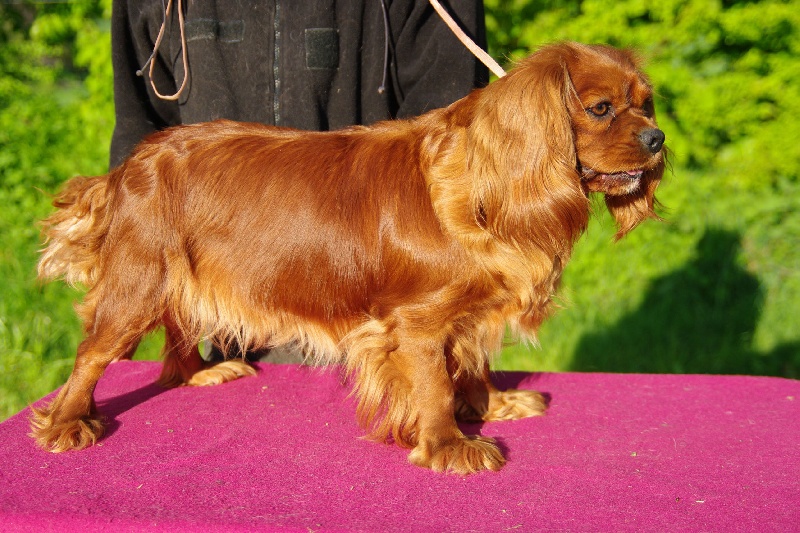 Publication : Du domaine de ceres Auteur : LAURIE MONCLAIRE