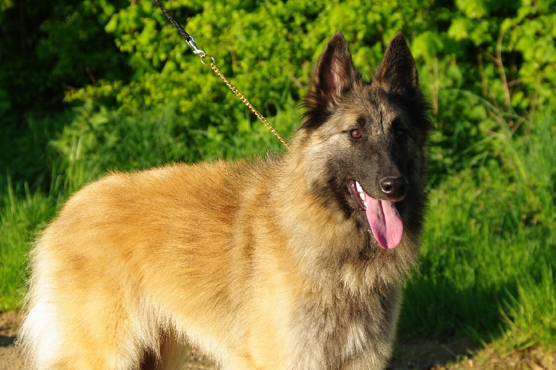 Publication : Du domaine de ceres Auteur : LAURIE MONCLAIRE