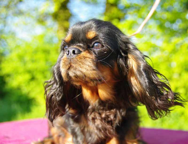 Publication : Du domaine de ceres Auteur : LAURIE MONCLAIRE