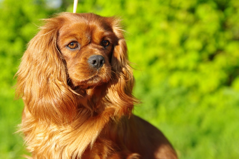 Publication : Du domaine de ceres Auteur : LAURIE MONCLAIRE