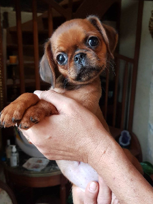 Les chiots de Petit Brabançon