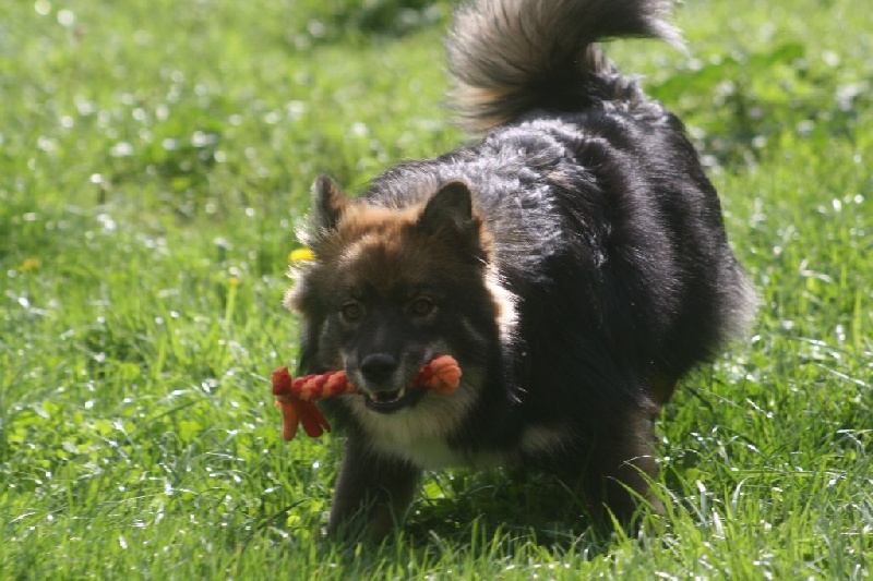 Publication : du puy du soleil Auteur : Mme LUTZ