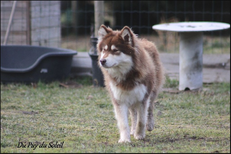 Publication : du puy du soleil Auteur : Mme Lutz