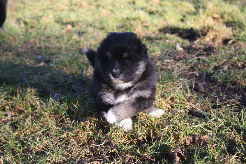 Publication : du puy du soleil Auteur : Mme LUTZ