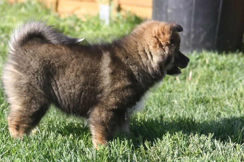 Publication : du puy du soleil Auteur : Mme LUTZ