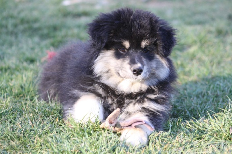 Publication : du puy du soleil Auteur : Mme LUTZ