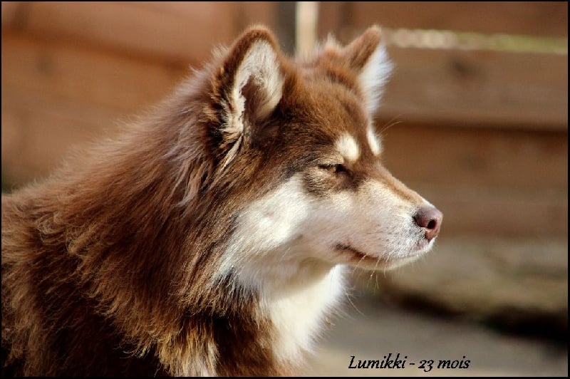 Publication : du puy du soleil Auteur : Mme Lutz