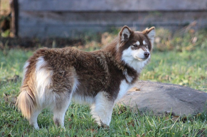 Publication : du puy du soleil Auteur : Mme Lutz
