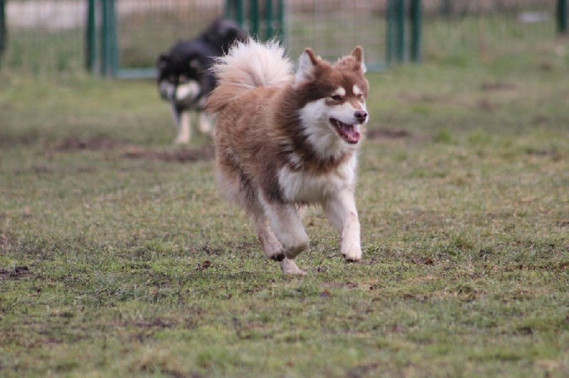 Publication : du puy du soleil Auteur : Mme Lutz