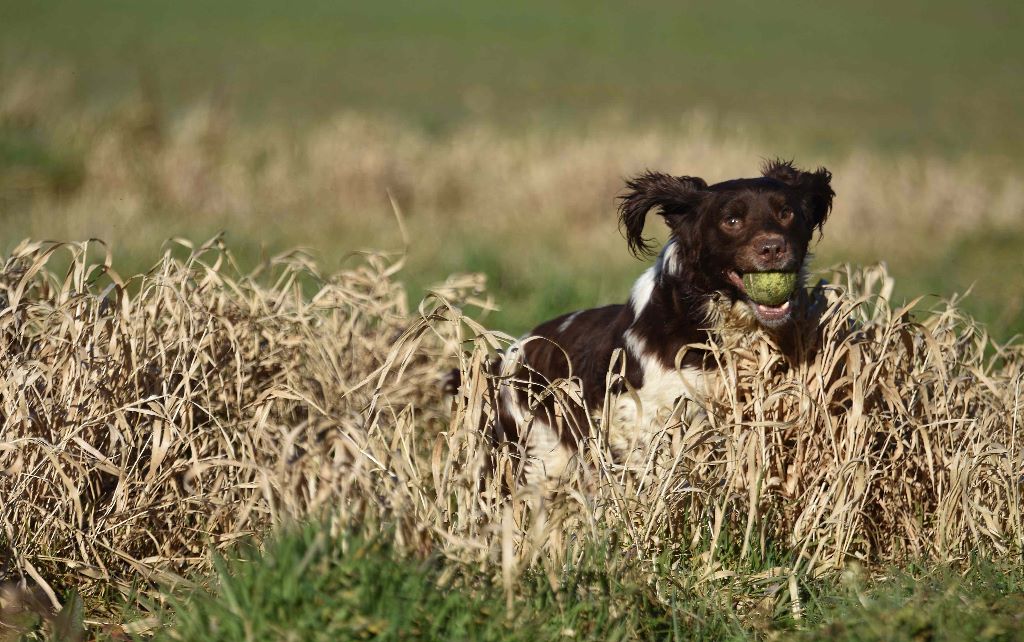 Publication : of Glharama Auteur : Glharama Gundogs