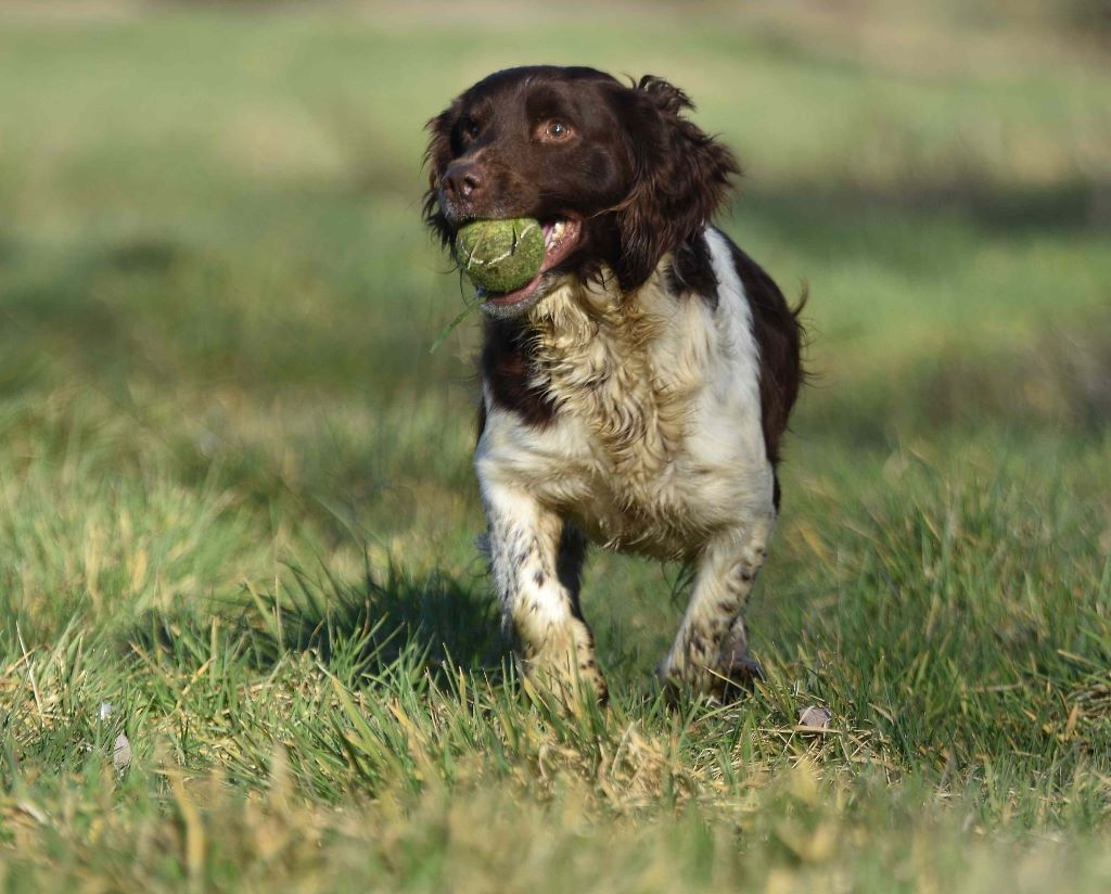 Publication : of Glharama Auteur : Glharama Gundogs