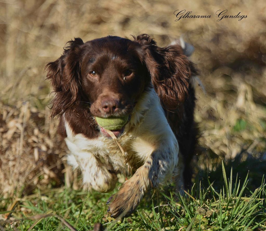 Publication : of Glharama Auteur : Glharama Gundogs