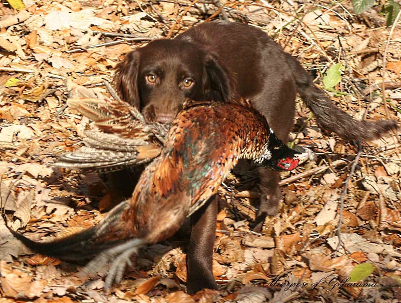 Publication : of Glharama Auteur : Glharama Gundogs