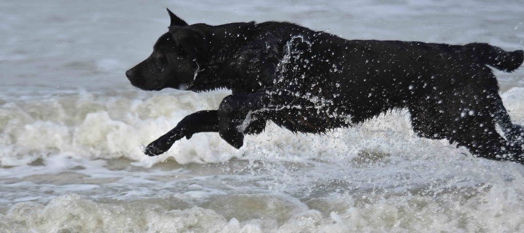 Rupper (nom de pedigree rochas) of Glharama