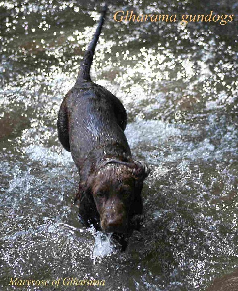 Publication : of Glharama Auteur : Glharama Gundogs